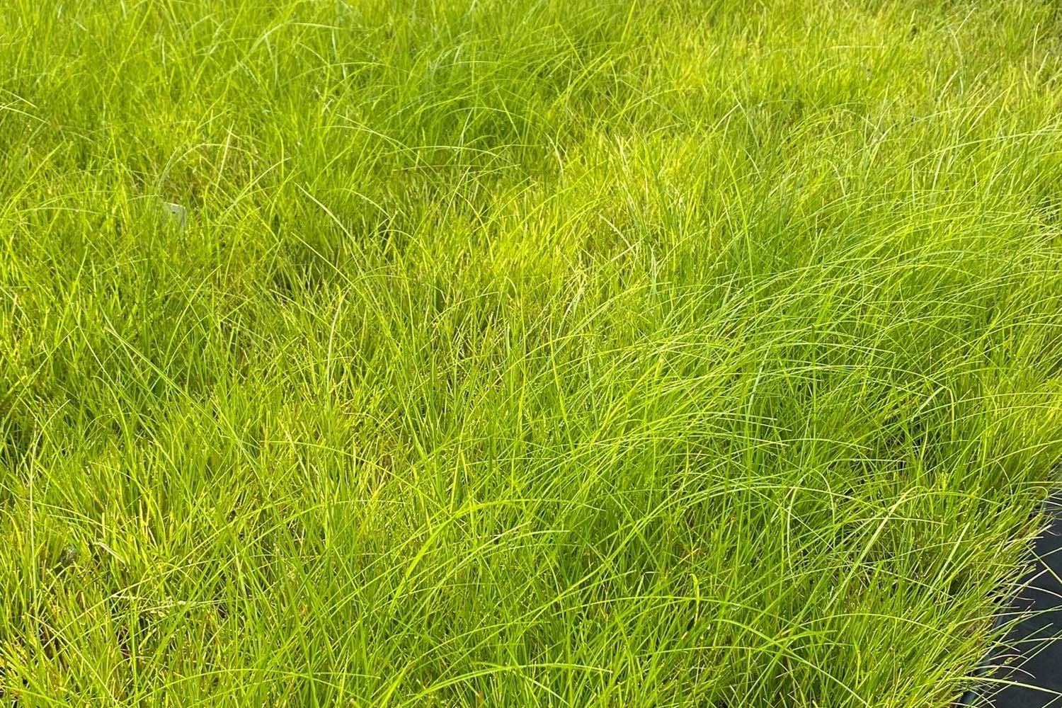 Carex appalachica – Appalachian sedge Native Long Island Grasses Suffolk Hydroseeding.com 